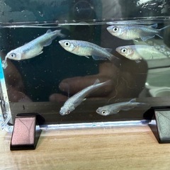 改良メダカセットの画像