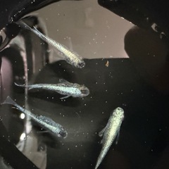 改良メダカセットの画像