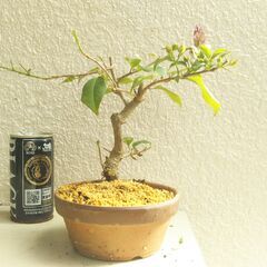 盆栽素材ブーゲンビリアー２の画像