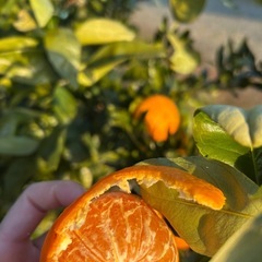 自家製みかん🍊10個(30）で100円　手軽にビタミン摂取🔥の画像