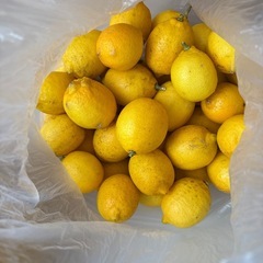 無農薬レモンの画像