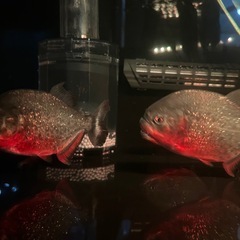 ピラニアナッテリーの画像