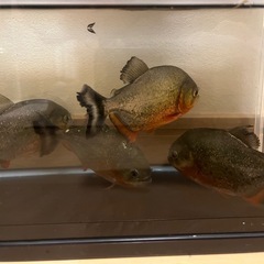 ピラニアナッテリーの画像