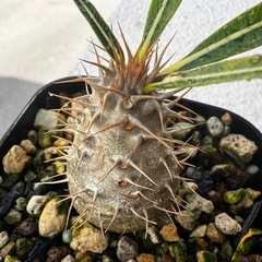 実生】パキポディウム グラキリスの画像