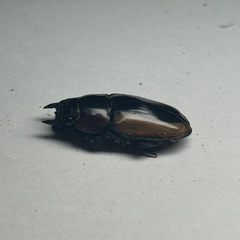 フルストルファーノコギリクワガタ ペアの画像