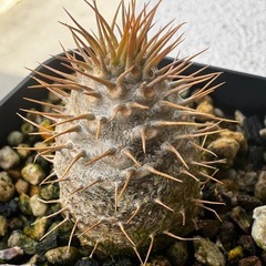 実生】パキポディウム グラキリスの画像