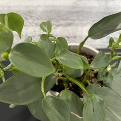 ✨🉐✨【カッコイイ観葉植物】フィロデンドロンシルバーメタル　　おしゃれな鉢、カッコイイタグ付の画像