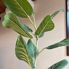 観葉植物の画像