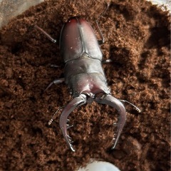 ノコギリクワガタ北海道産ペア♂65㍉の画像