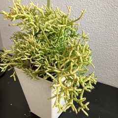 多肉　リプサリスの画像