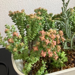 多肉　混合の画像