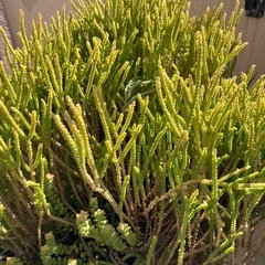 多肉　混合の画像