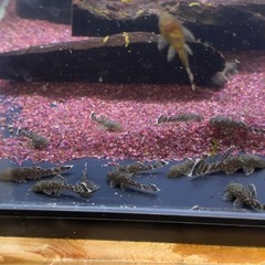 ミニブッシープレコの画像