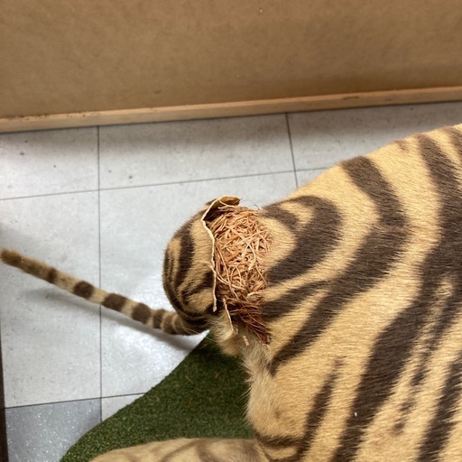 虎の置物　人形　中古　リサイクルショップ宮崎屋　住吉店26.1.18
