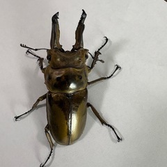 ババオウゴンオニクワガタ　使用済オス　【手渡し限定 】　🤗の画像