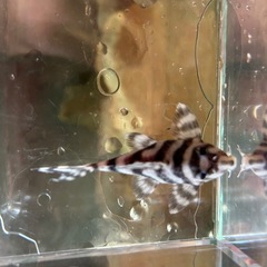 キンペコの画像