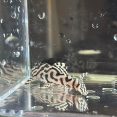 キンペコの画像