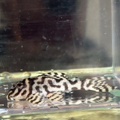 キンペコの画像