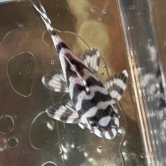 キンペコの画像