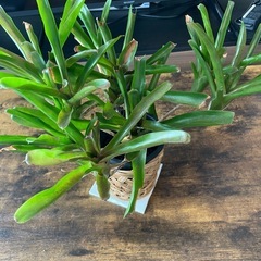 ネオレゲリアの画像