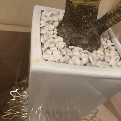 フェイクグリーンの画像