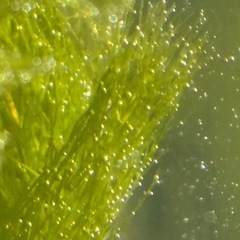 水草3種類セットの画像