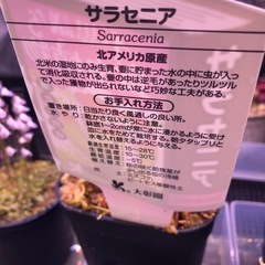 他の食虫植物を購入された方限定【食虫植物】サラセニアの画像