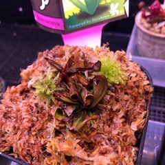 他の食虫植物を購入された方限定【食虫植物】サラセニアの画像