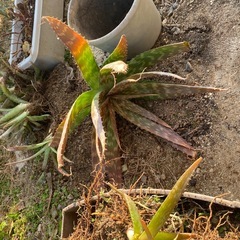 アロエ抜き苗の画像