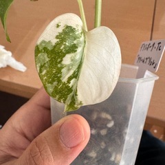 観葉植物　モンステラの画像