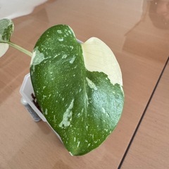 観葉植物　モンステラの画像