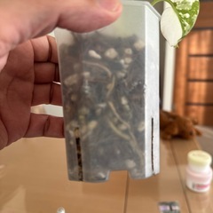 観葉植物　モンステラの画像