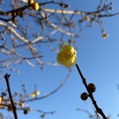 ロウバイ　蝋梅　ソシンロウバイ　　の画像