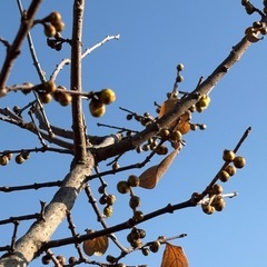 ソシンロウバイ、ろうばい、蝋梅の画像