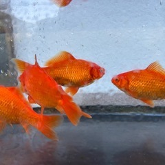 小赤金魚の画像