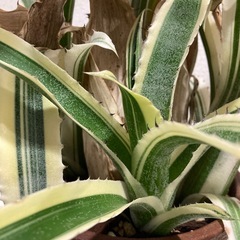 観葉植物　カット苗　ホヘンベルギア　カーラ　の画像