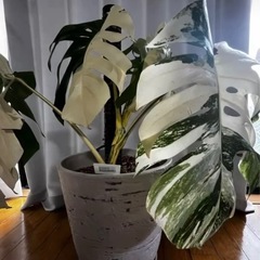 ✨レア品種✨【観葉植物】極太茎モンステラホワイトタイガーの画像