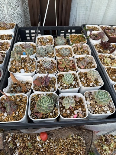 多肉植物