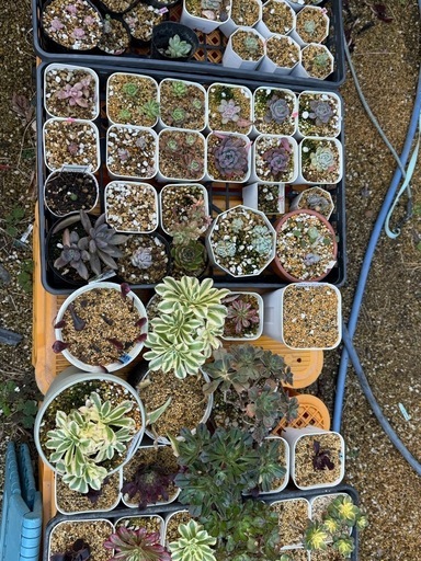 多肉植物