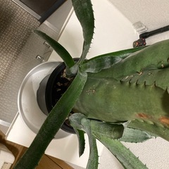 観葉植物　カット苗　ホヘンベルギア　サンドラズマウンテンの画像