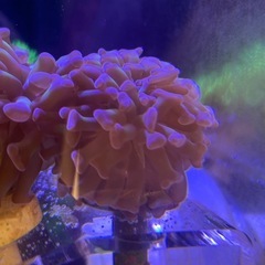 ナガレハナサンゴ(茎グリーンブランチタイプ)フラグサンゴの画像