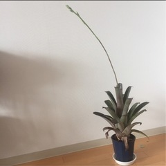 観葉植物　カット苗　ホヘンベルギア　エドムンドイ　の画像