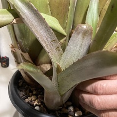 観葉植物　カット苗　ホヘンベルギア　エドムンドイ　の画像