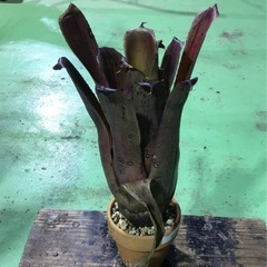 観葉植物　カット苗　ホヘンベルギア　エドムンドイ　の画像