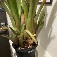 観葉植物　カット苗　ホヘンベルギア　エドムンドイ　の画像