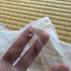 虫網の画像