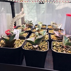 アガベ　オテロイ実生の画像