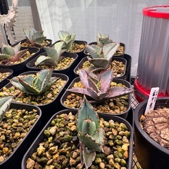 アガベ　オテロイ実生の画像