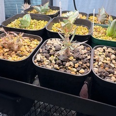 アガベ　オテロイ実生の画像