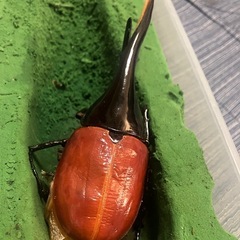 ヘラヘラの画像